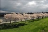 Willamette River in the Spring in Portland, OR, United States, photo by Avi Friedman